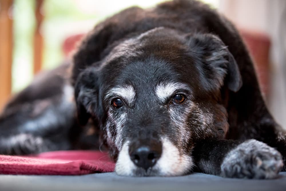 Why Is My Older Dog Having Accidents? 