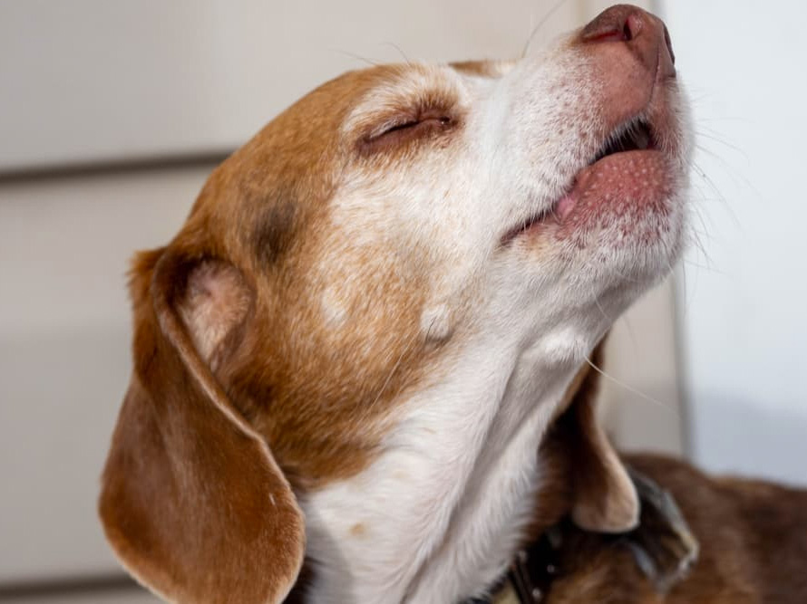 Crying for Help: Why Dogs Bark When You Leave