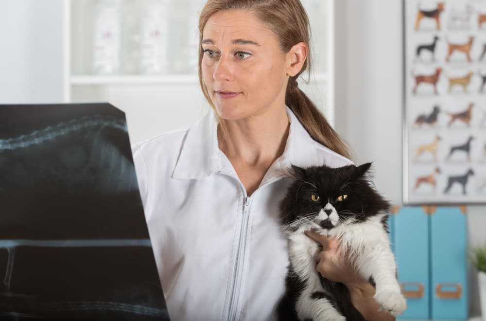Veterinarian diagnosing cat cystitis