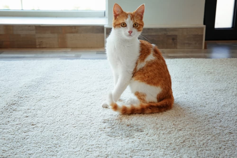 Symptoms of cystitis in cats