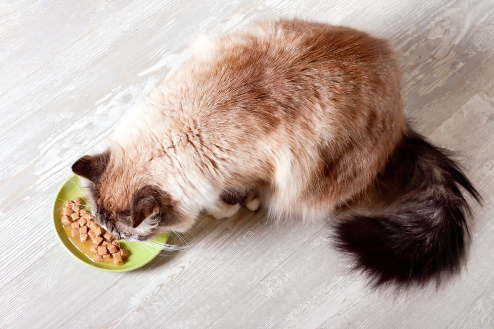 Treating cystitis with a special diet