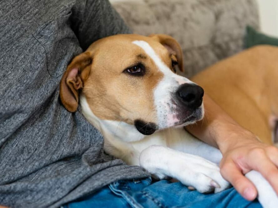 Do Your Anxieties Match Your Dog’s?