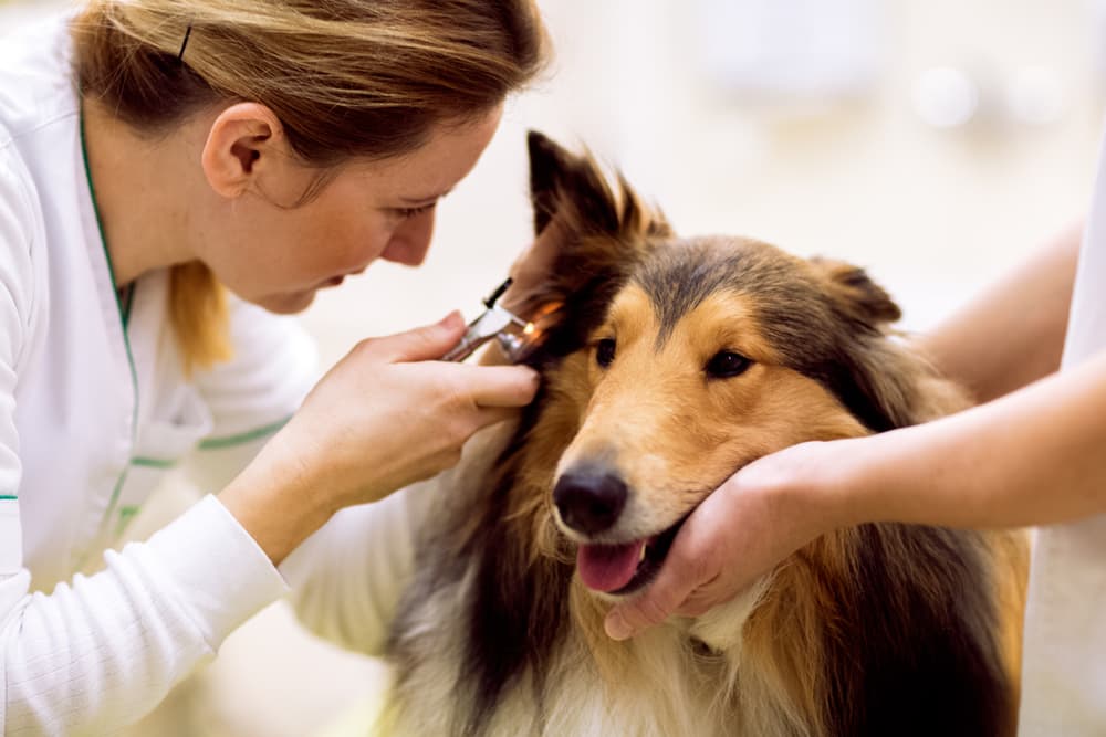 Vet diagnosing dog ear mites