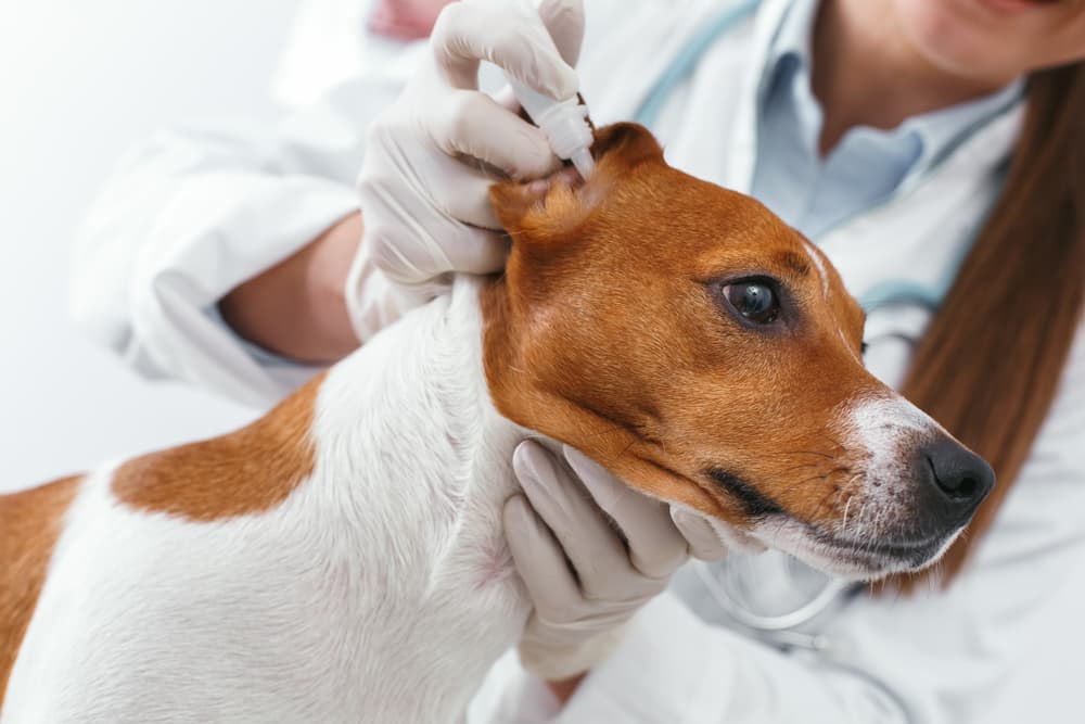 Getting rid of dog ear mites