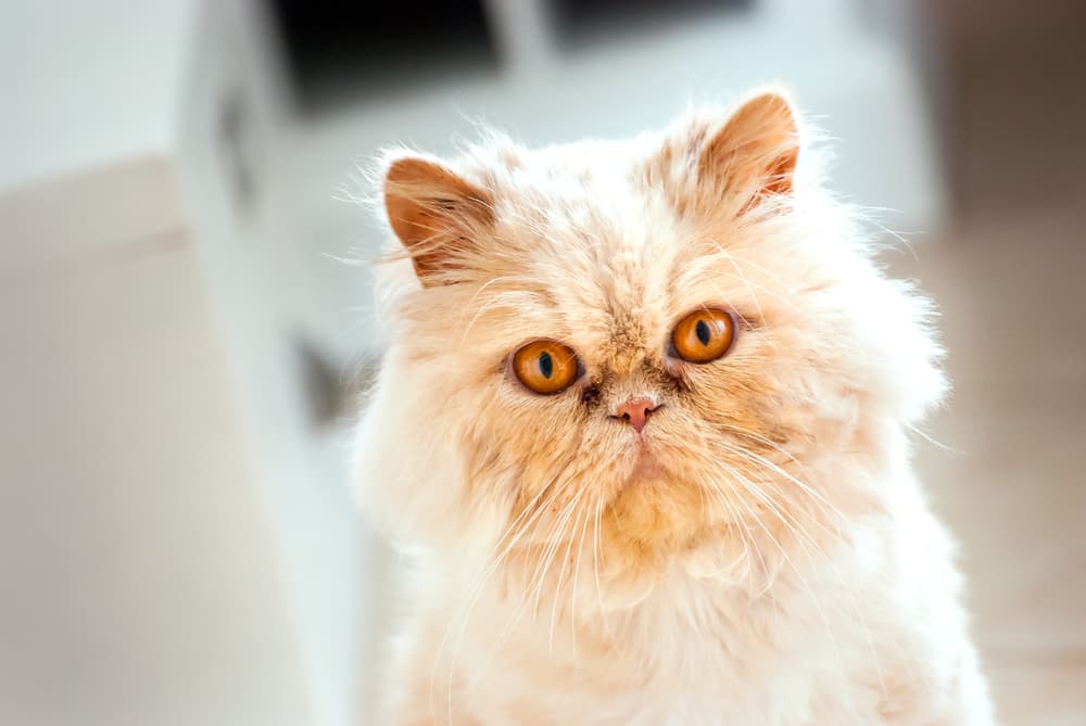 Feline Lower Urinary Tract Disease (FLUTD)