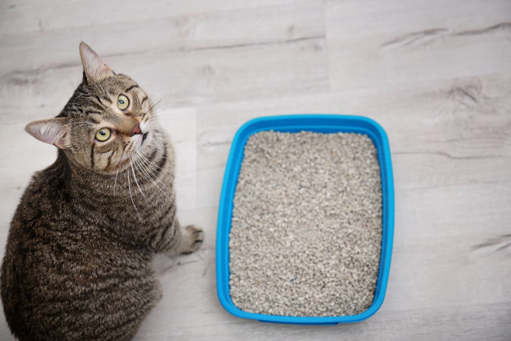 FLUTD symptoms in cats
