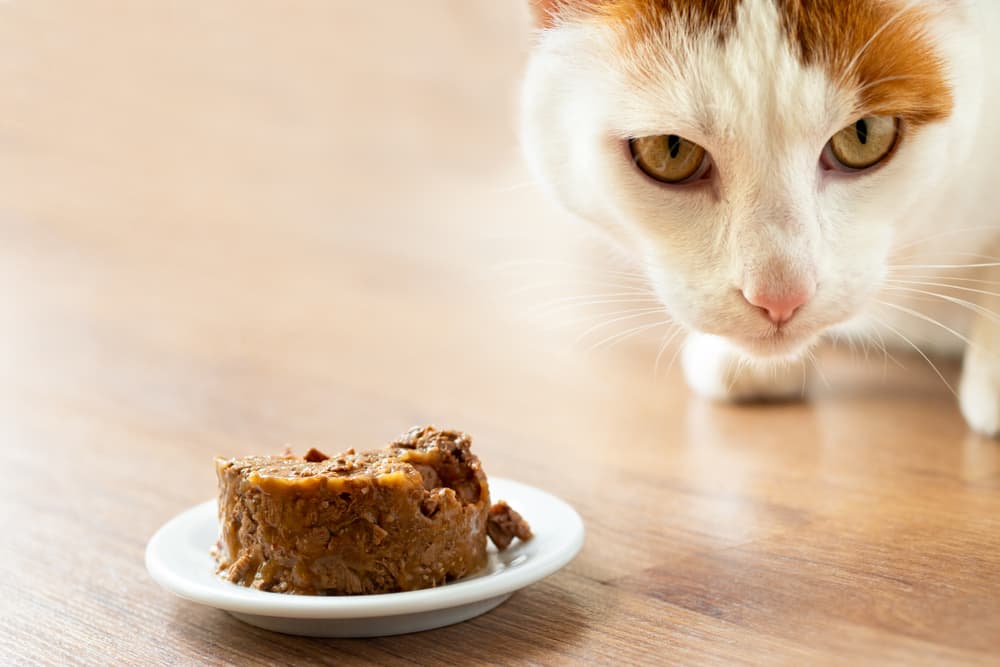 Treating FLUTD in cats