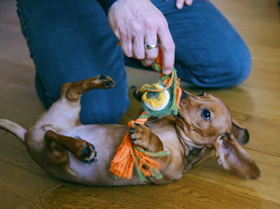 Four Proven Methods to Help Your Dog Fear Bust