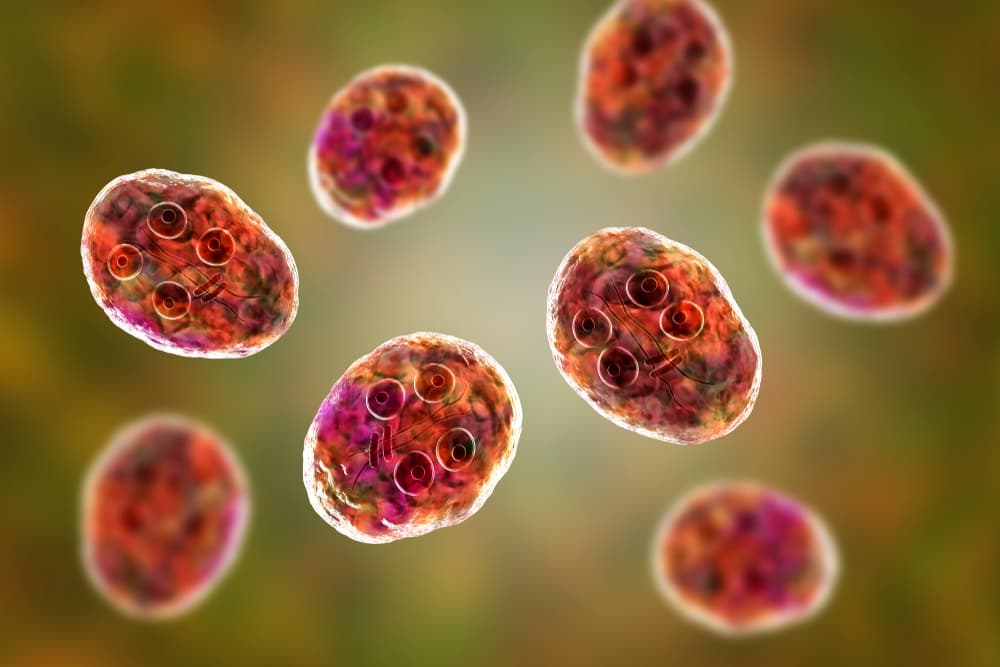 Diagnosing giardia in cats