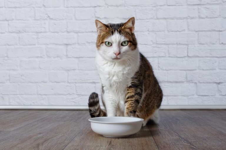 giardiasis in cats