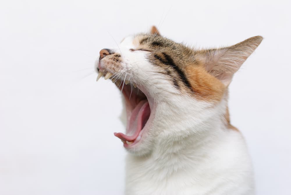 Gingivitis in Cats