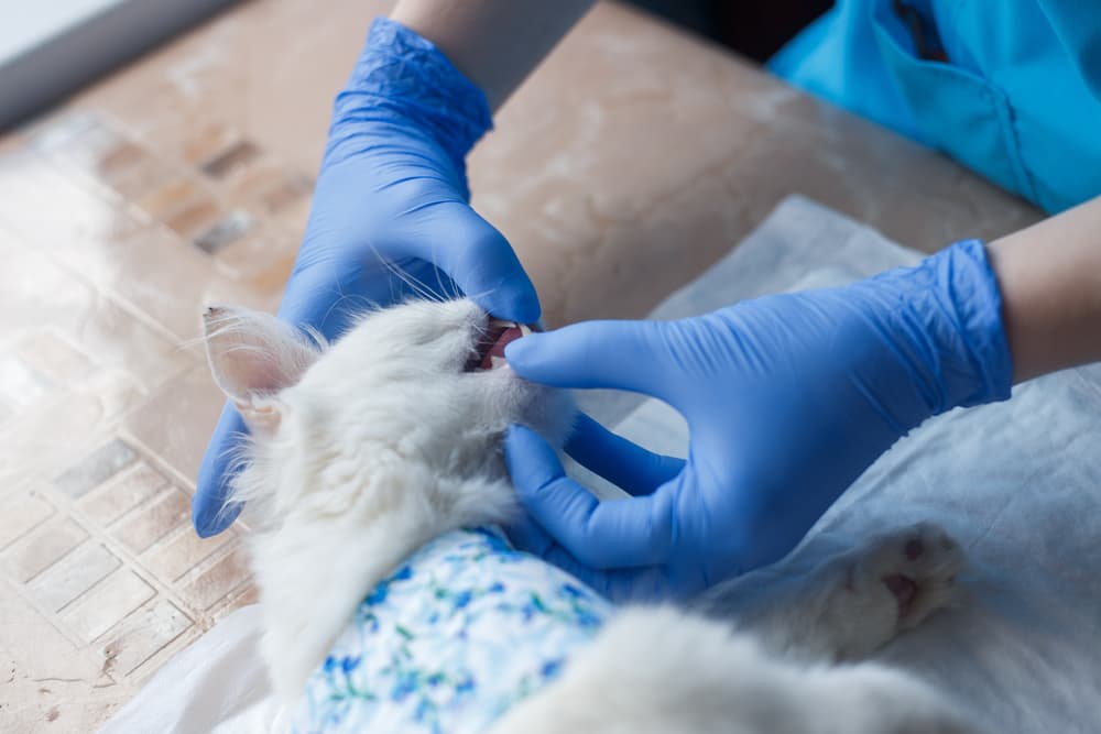 Veterinarian treating gingivitis in cat