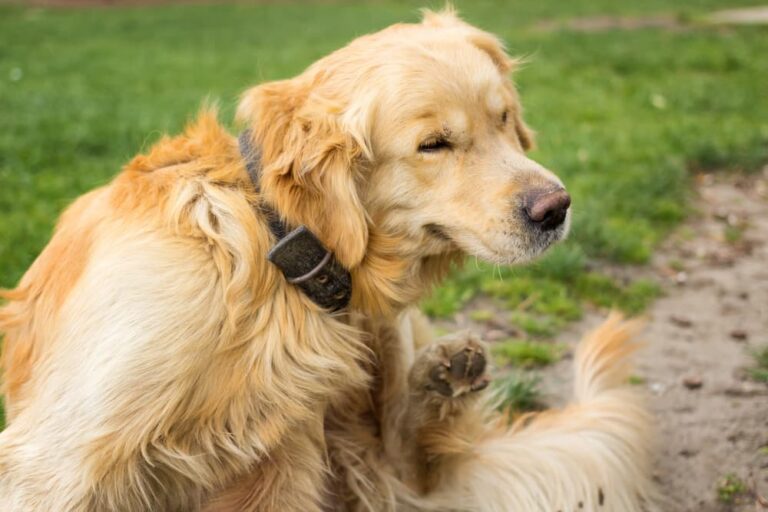 Dog scratching hot spot