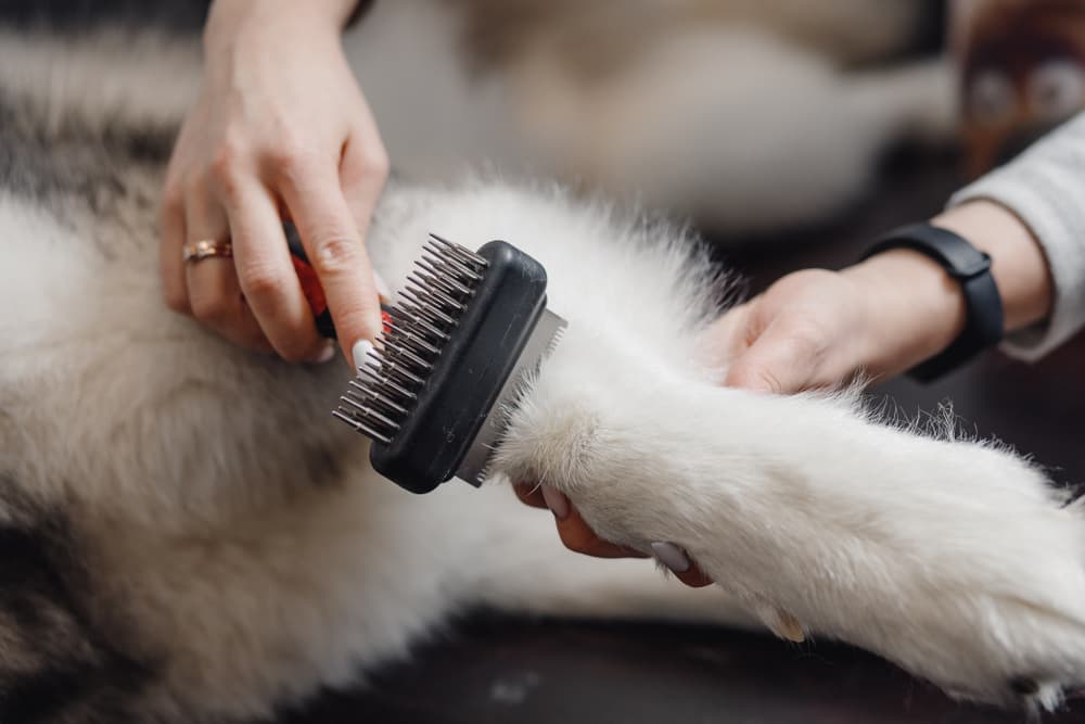 How to prevent hot spots on dogs