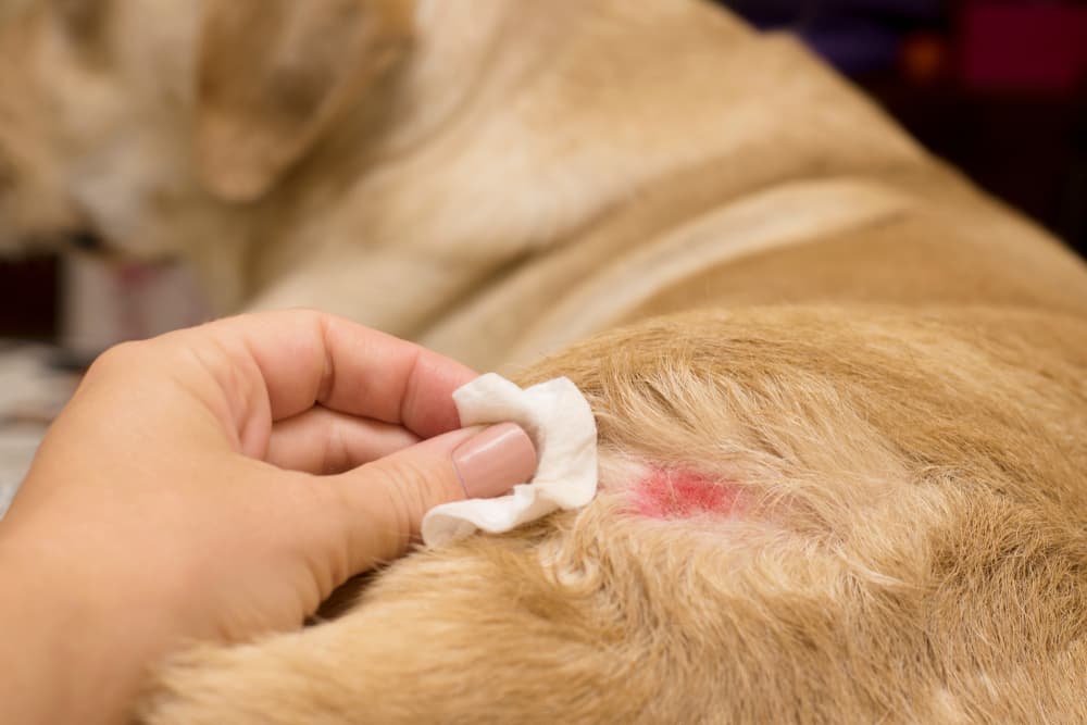 Symptoms of hot spots on dogs