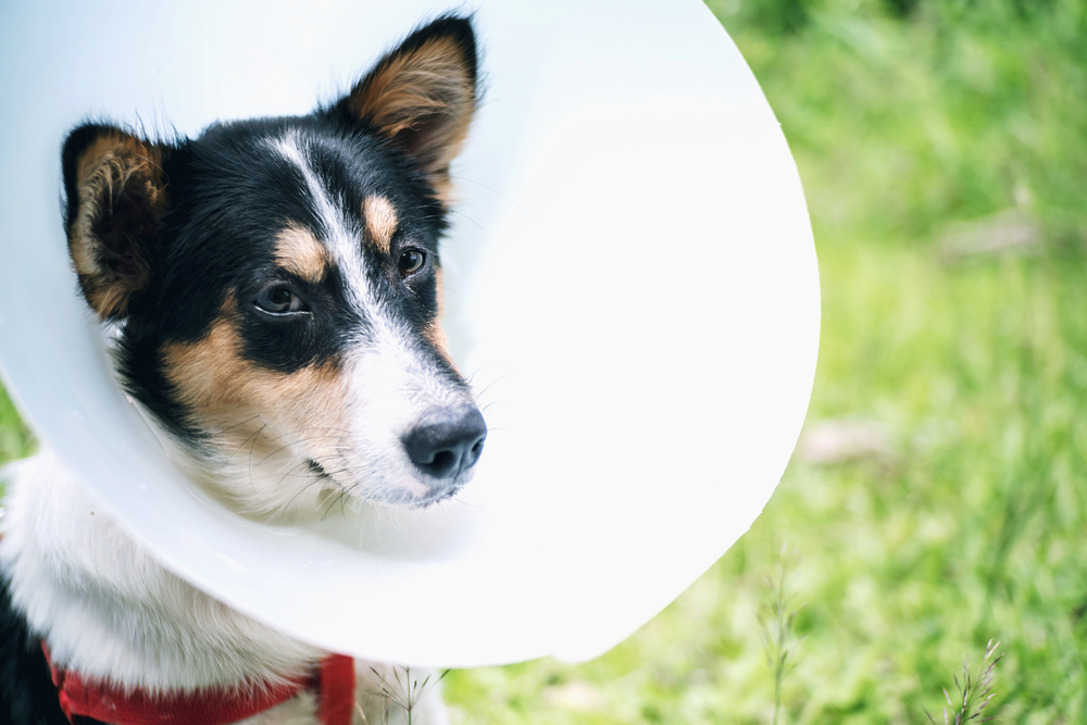 Treating dog hot spots