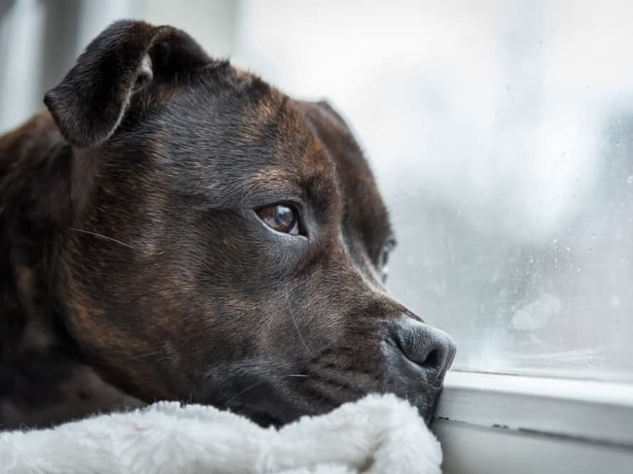 How Bad Can Separation Anxiety Get?
