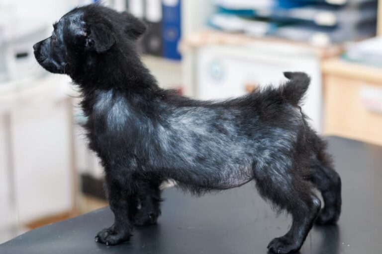 Example of mange in dogs