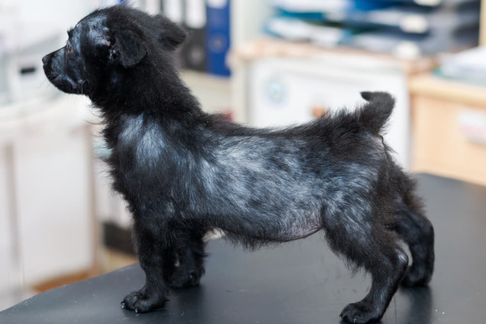 Mange in Dogs