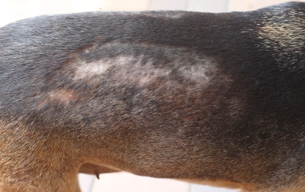 Hair loss is a symptom of dog mange