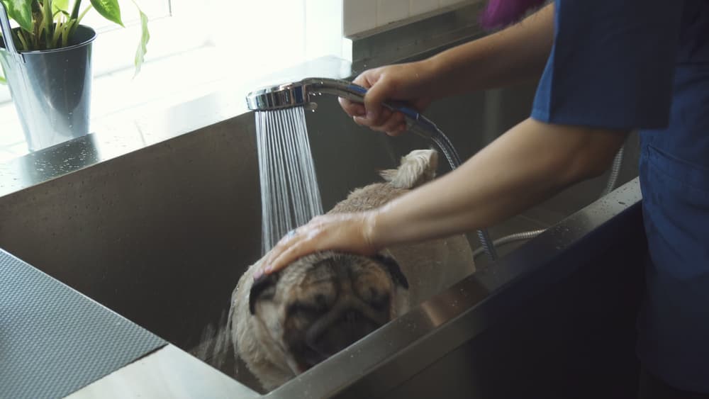 Treating mange in dogs