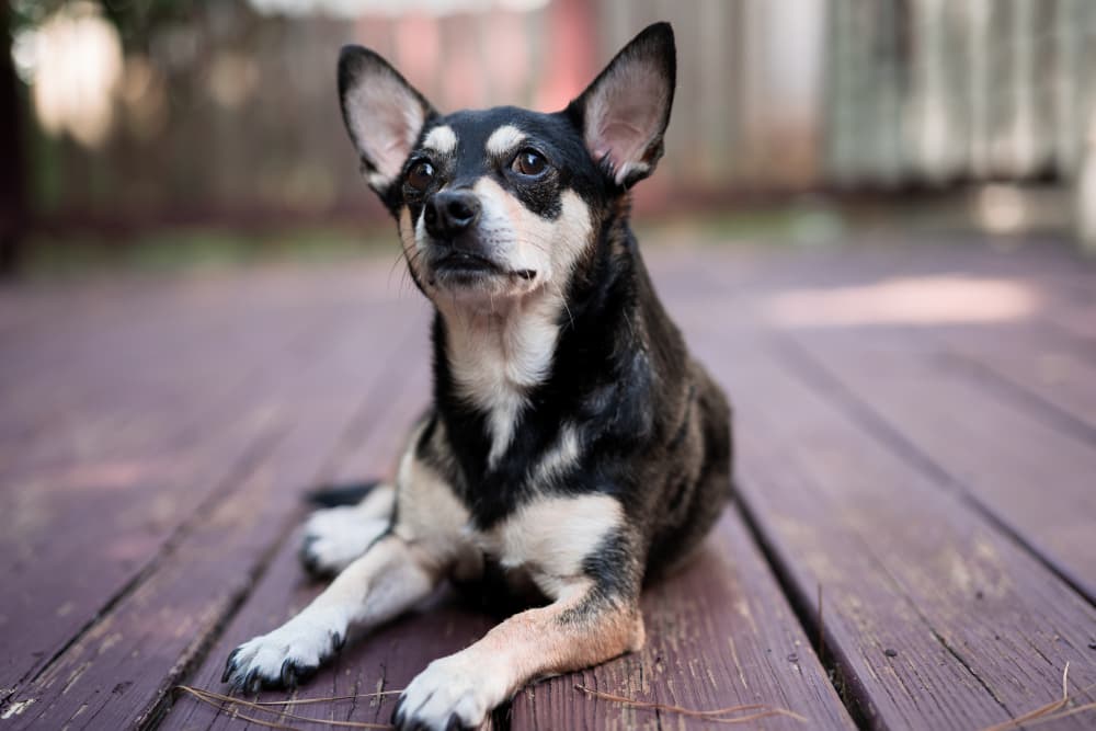 Meningitis in Dogs