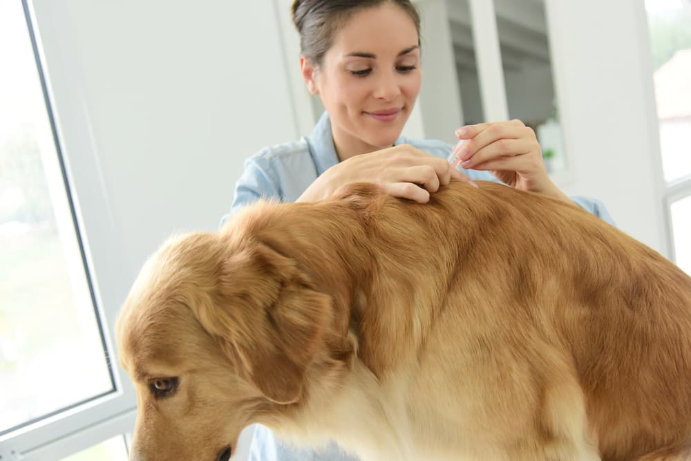 Vet vaccinating a dog to prevent meningitis