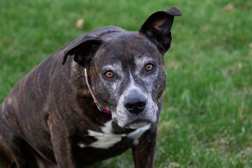 Dog showing symptoms of meningitis