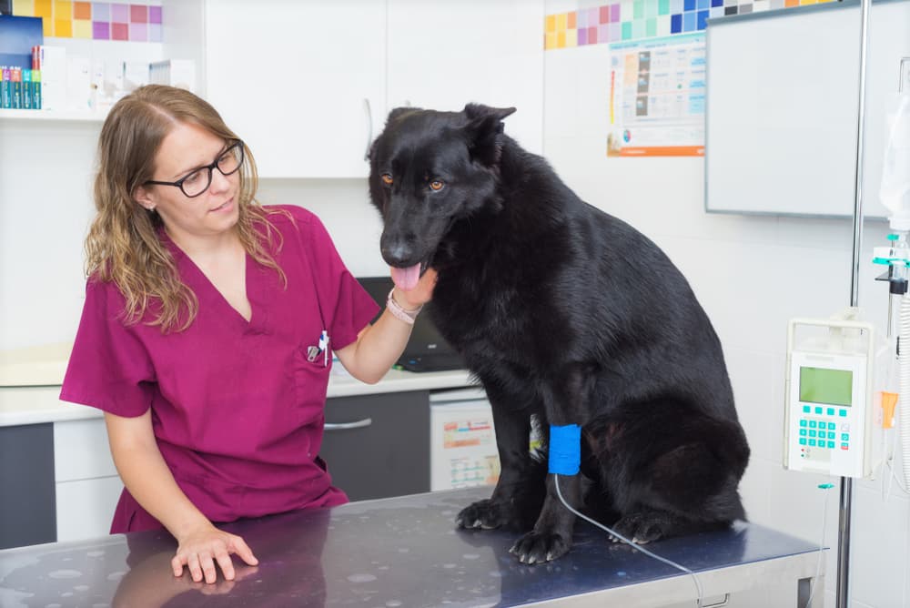 Veterinarian treating a dog with meningitis