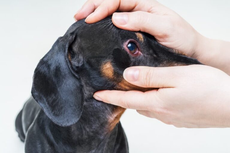 Dog with red eyes