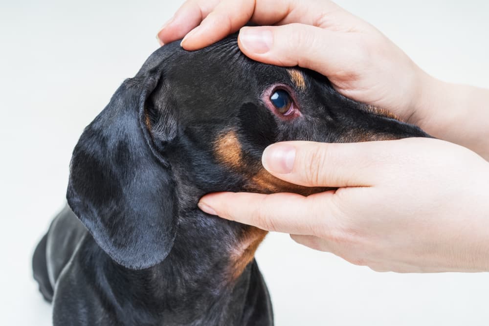 Red Eyes in Dogs