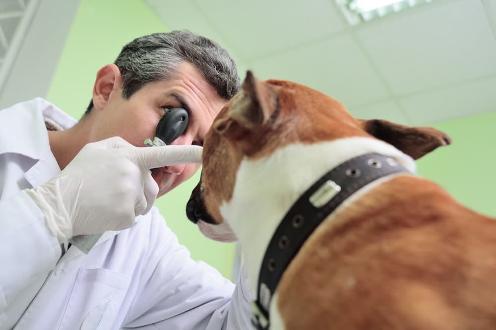 Veterinarian diagnosing red eye in dogs