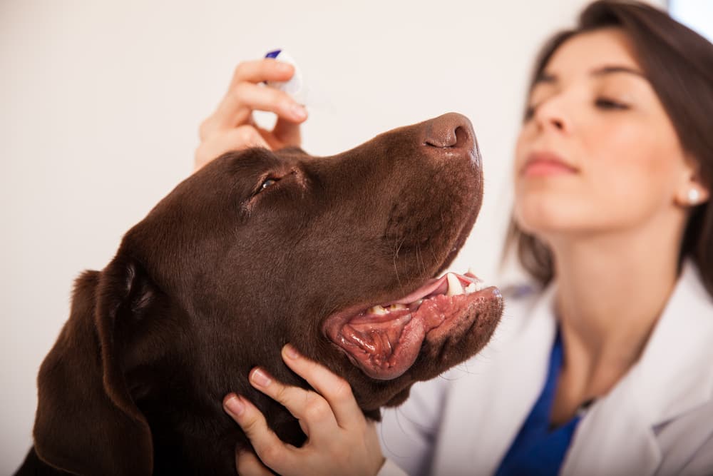 Veterinarian treating red eye in a dog