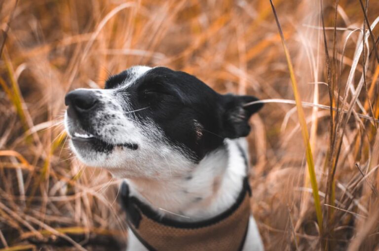Reverse sneezing in dogs