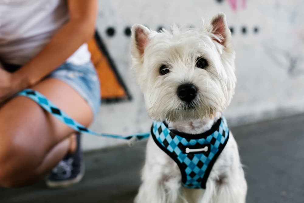 How to prevent reverse sneezing in dogs