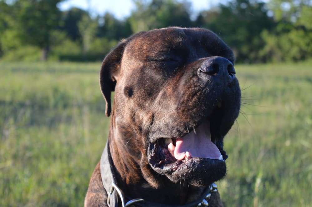 What is reverse sneezing in dogs