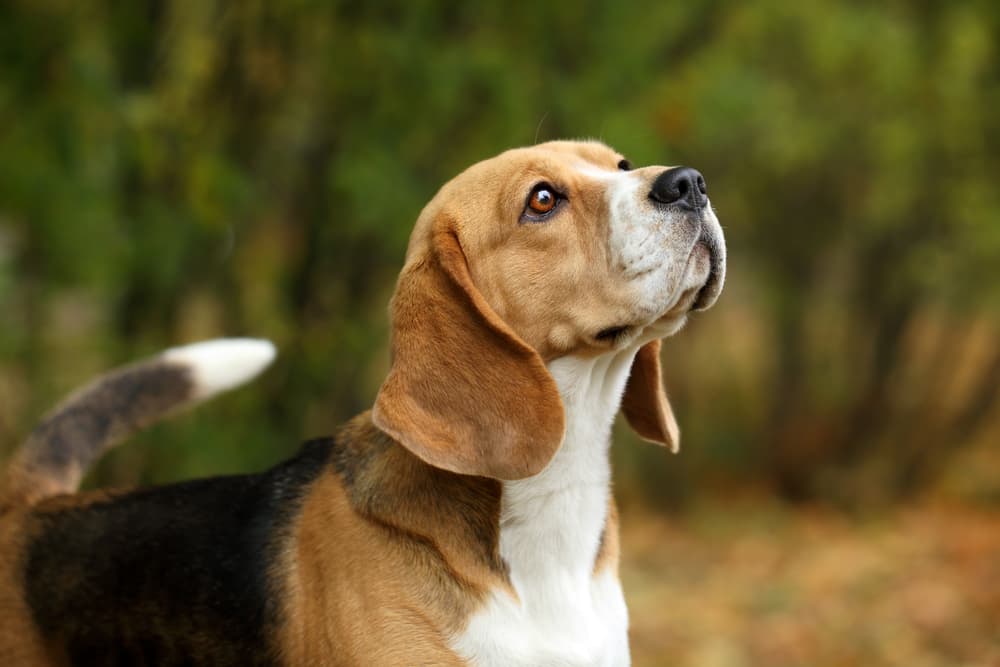 causes of reverse sneezing in dogs