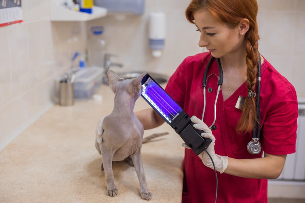 Veterinarian scanning cat for ringworm