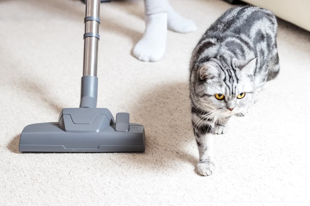 How to prevent ringworm
