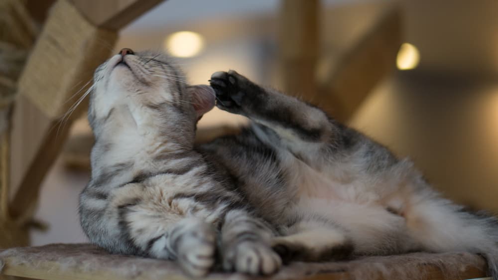 cat showing symptoms of ringworm