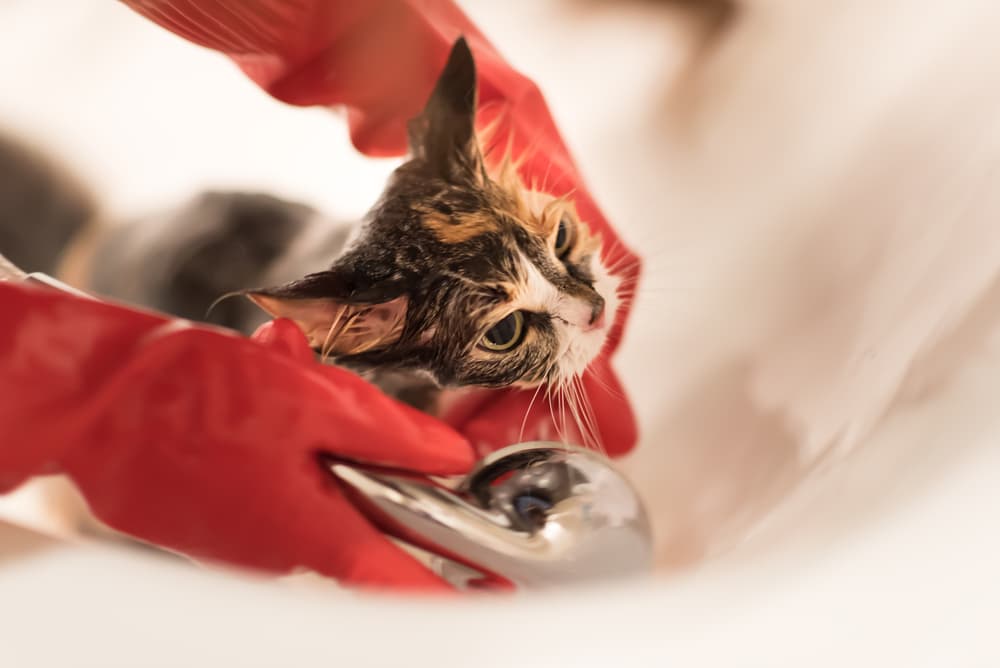 Treating cat ringworm