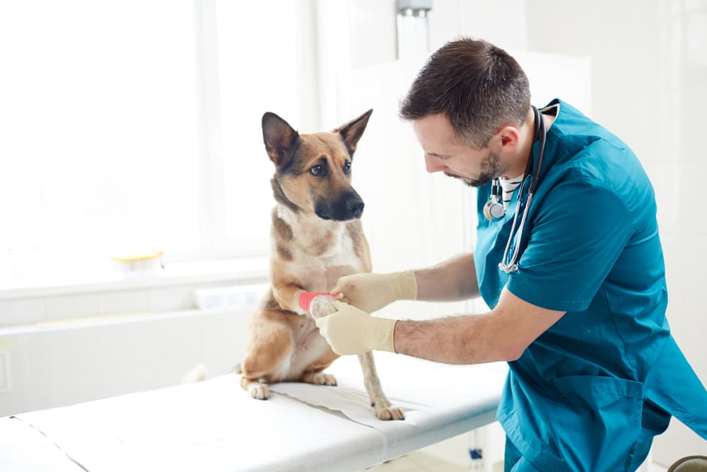 Causes of a dog staph infection can vary