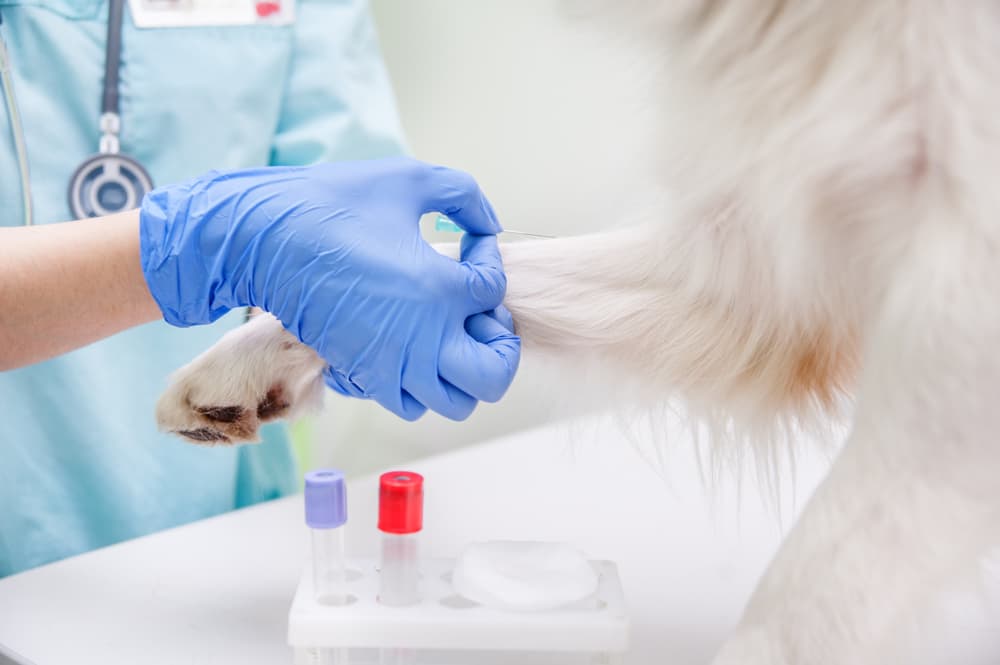 Vet trying to diagnose a staph infection in a dog