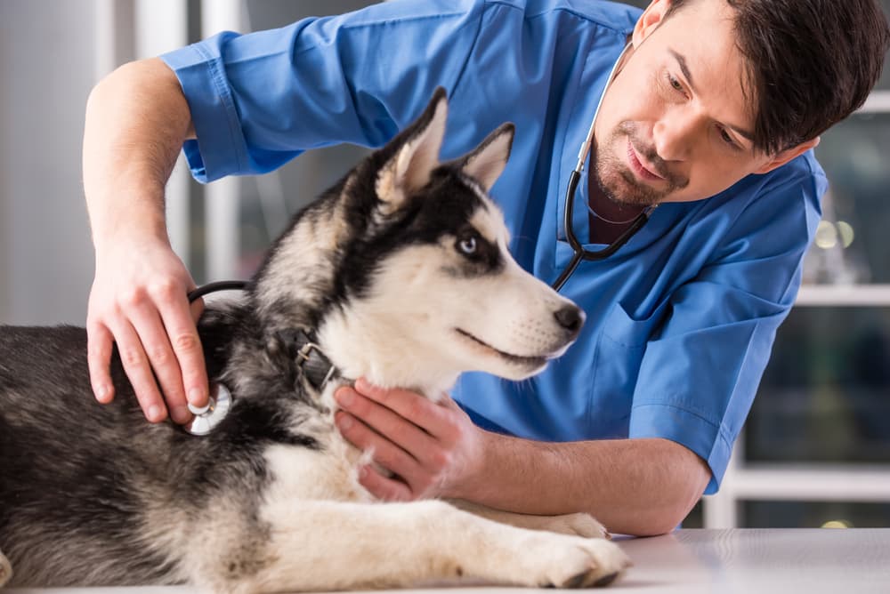 Veterinary checkup to prevent staph infection
