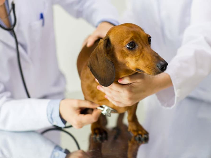 Why Doesn’t My Dog Like the Veterinarian?
