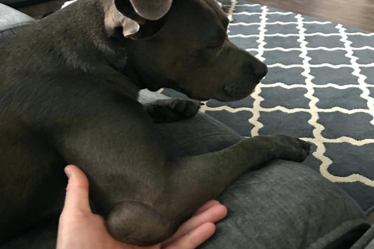 All About Dog Hygromas