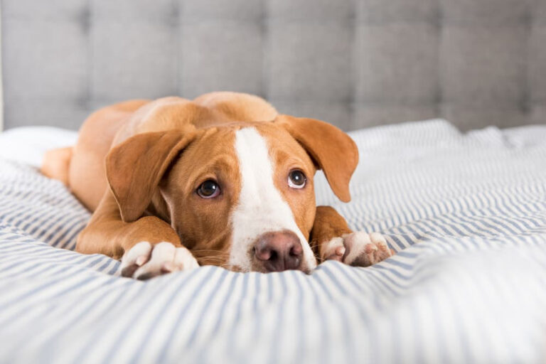 Dog with pancreatitis
