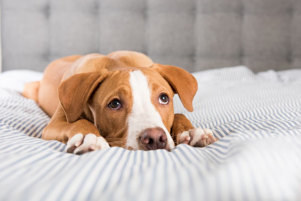 Pancreatitis in Dogs