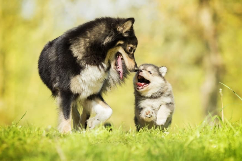 Dog Pregnancy: What to Expect