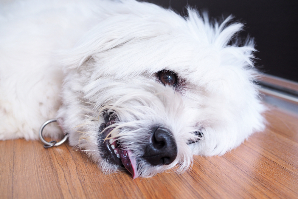Gabapentin for Dogs